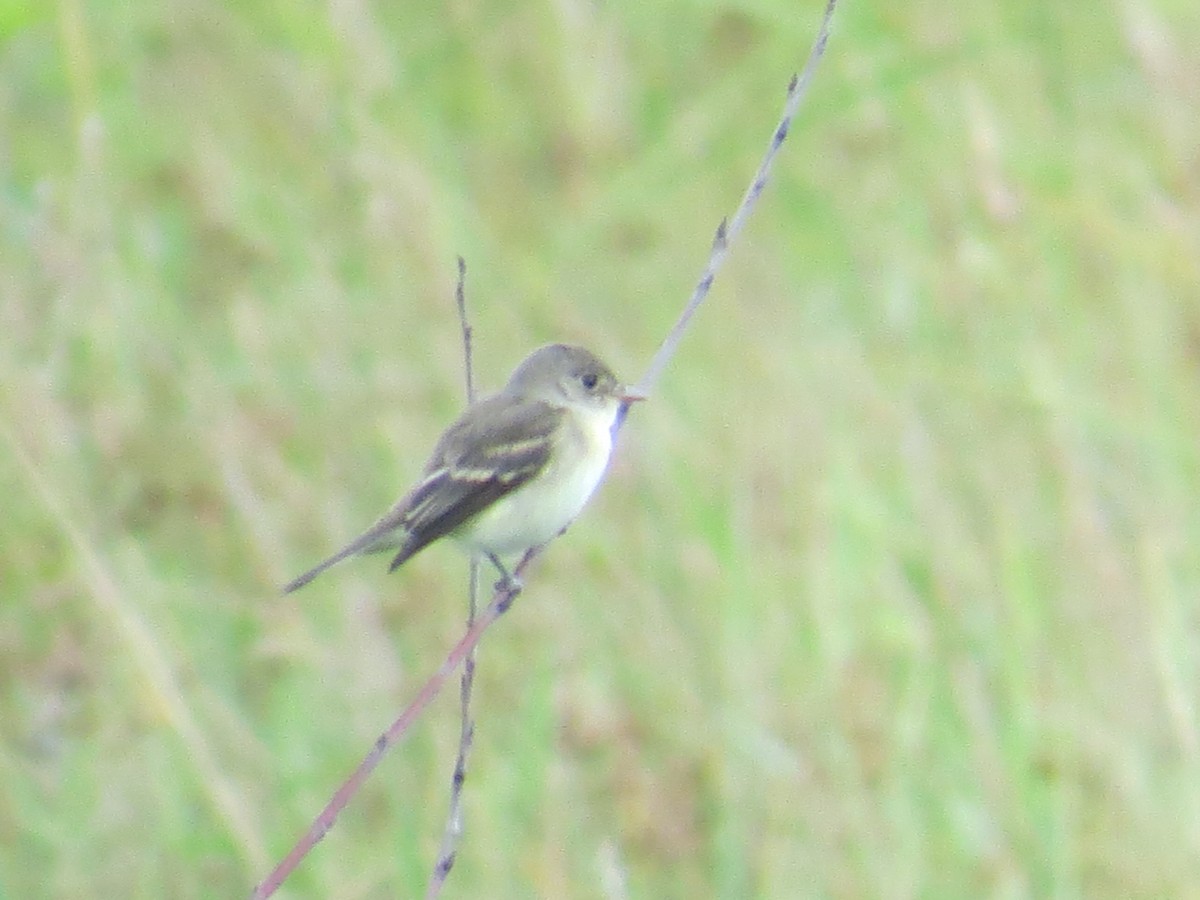 Willow Flycatcher - Ethan Maynard