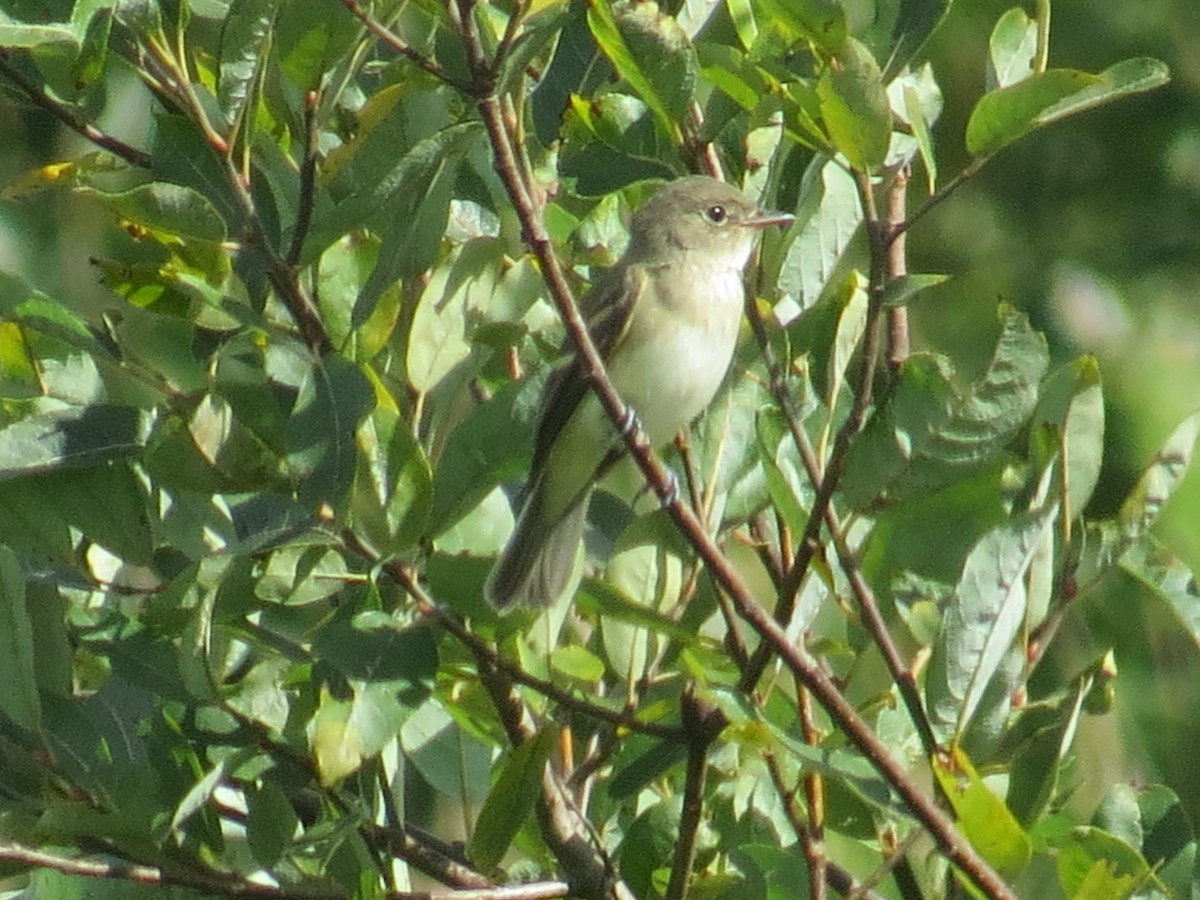 Willow Flycatcher - ML603815661