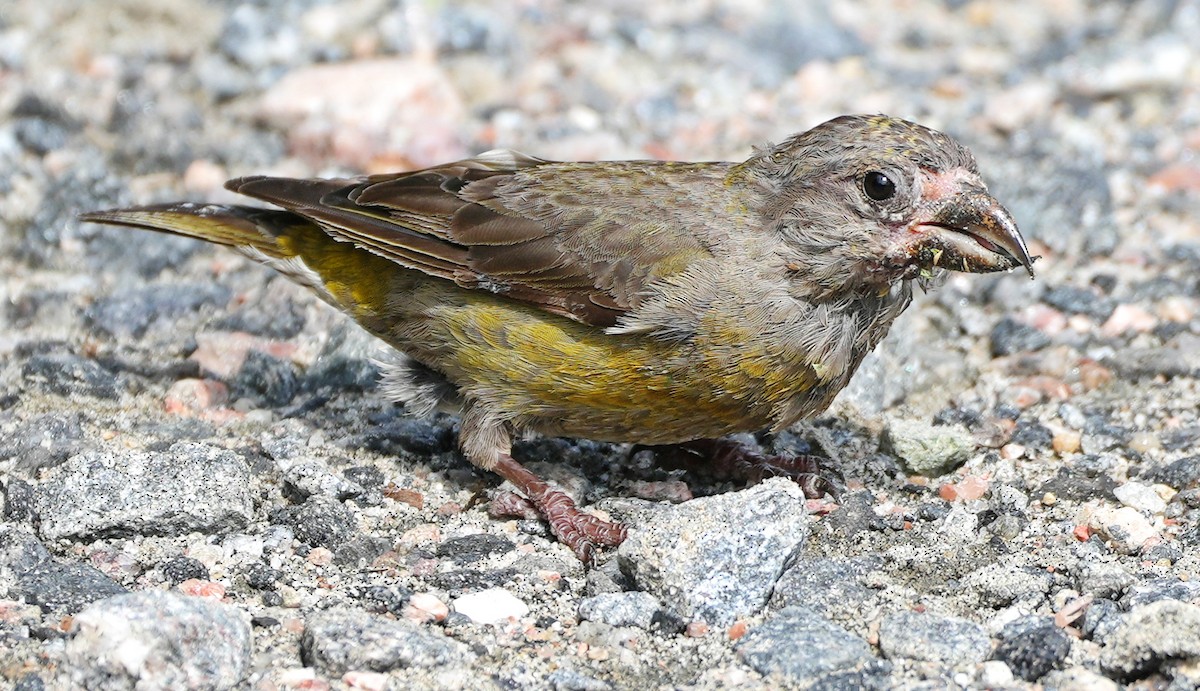 Red Crossbill - ML603815901