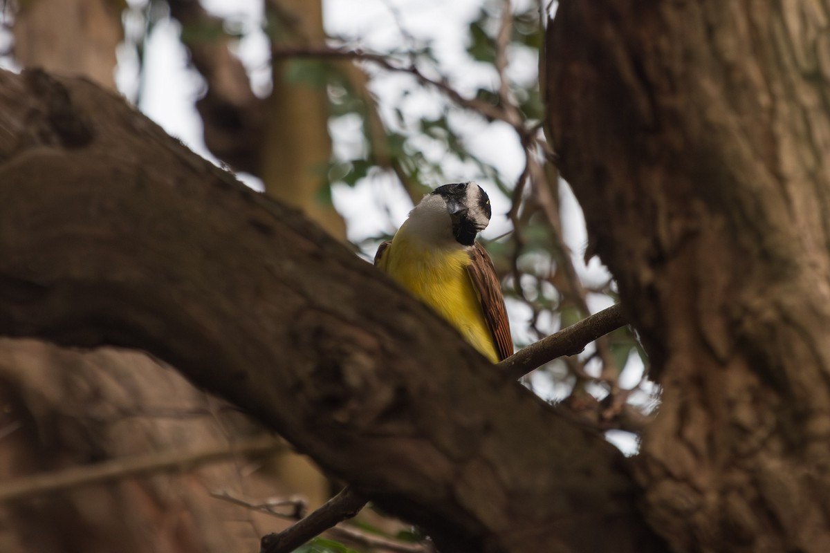 Great Kiskadee - ML603816291