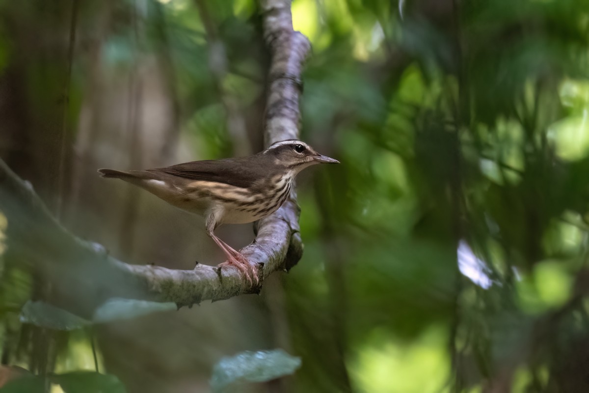 Louisiana Waterthrush - ML603816501