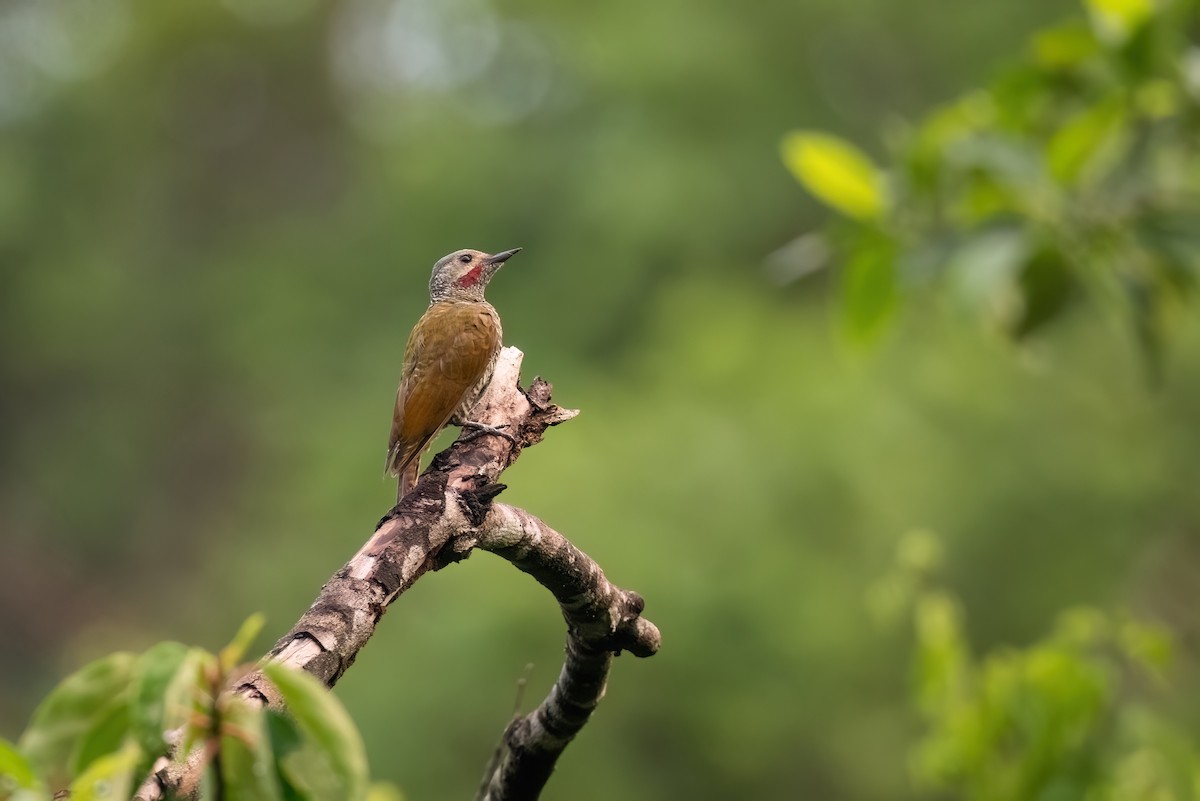 Gray-crowned Woodpecker - Adam Jackson