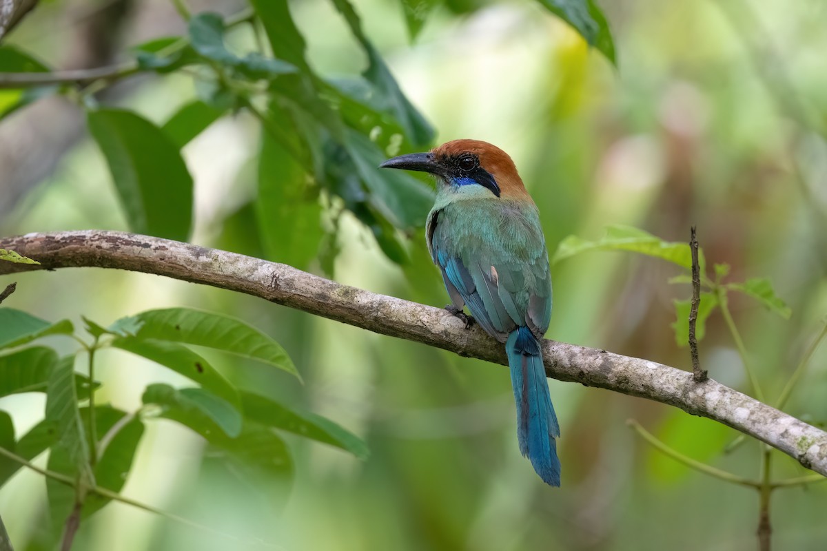 Russet-crowned Motmot - ML603816711