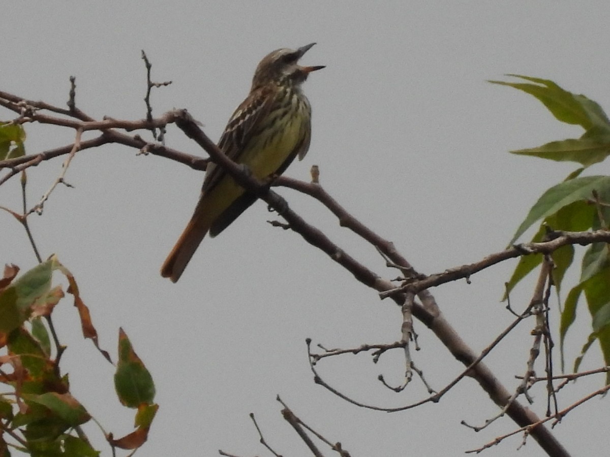 Sulphur-bellied Flycatcher - ML603817571