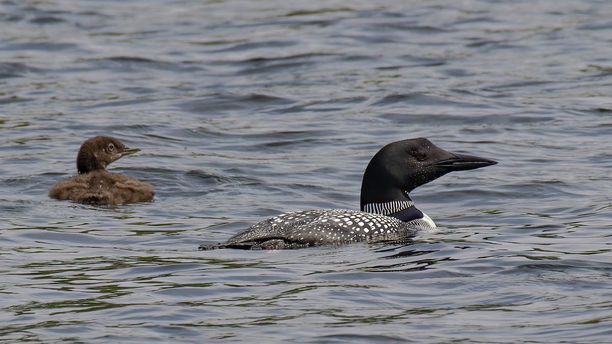 Common Loon - ML603818591