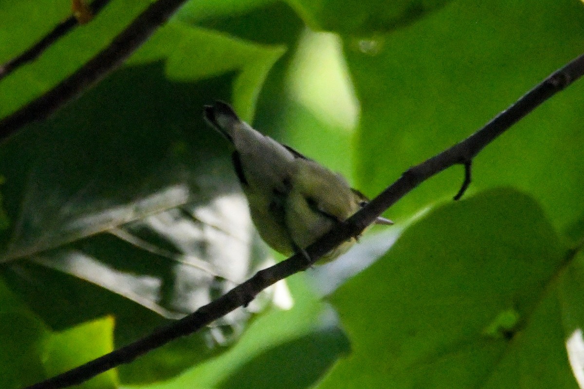 Bay-breasted Warbler - Benjamin Filreis