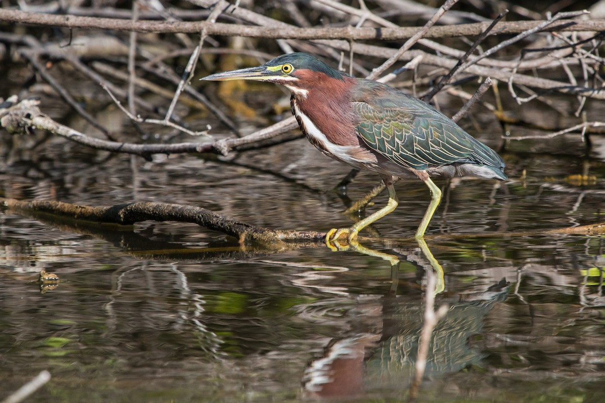 Green Heron - ML603818961