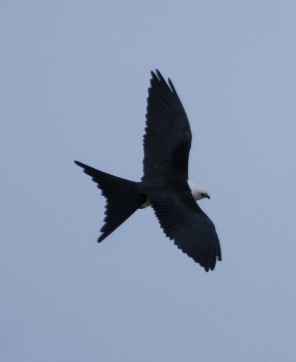 Swallow-tailed Kite - ML603819261