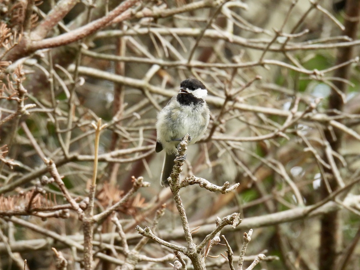 Black-capped Chickadee - ML603819651