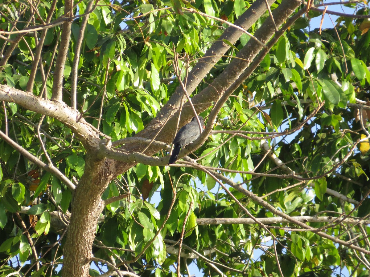 Black-fronted Nunbird - sheryl mcnair