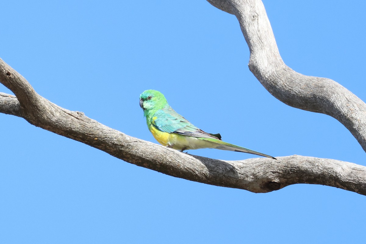 Red-rumped Parrot - ML603820931
