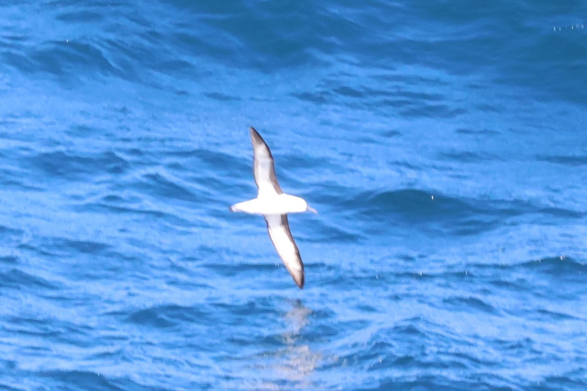 Indian Yellow-nosed Albatross - ML603821621