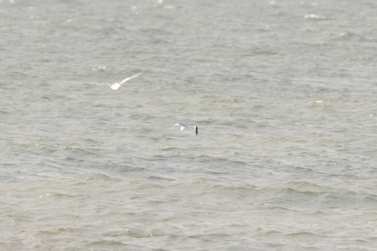 Sabine's Gull - Cameron Chevalier