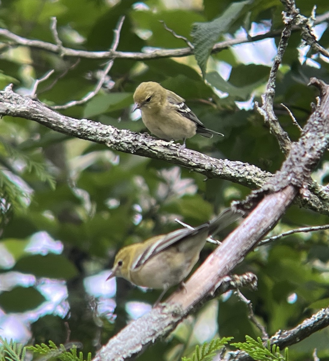 Bay-breasted Warbler - ML603822781