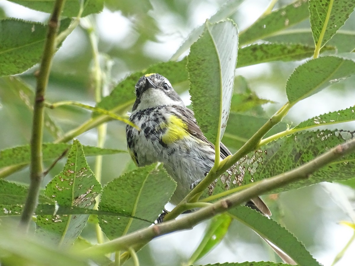 Yellow-rumped Warbler (Myrtle) - ML603823211