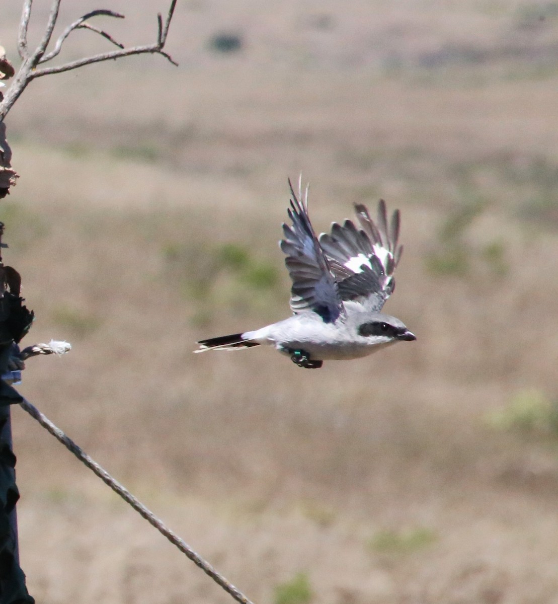 Loggerhead Shrike - Ben Stalheim