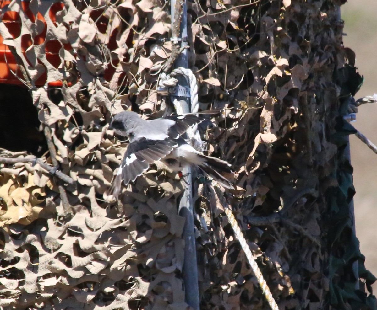 Loggerhead Shrike - Ben Stalheim