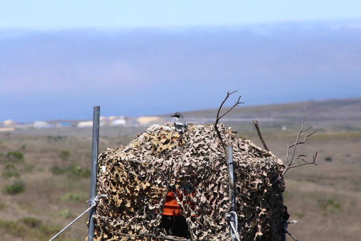 Loggerhead Shrike - Ben Stalheim