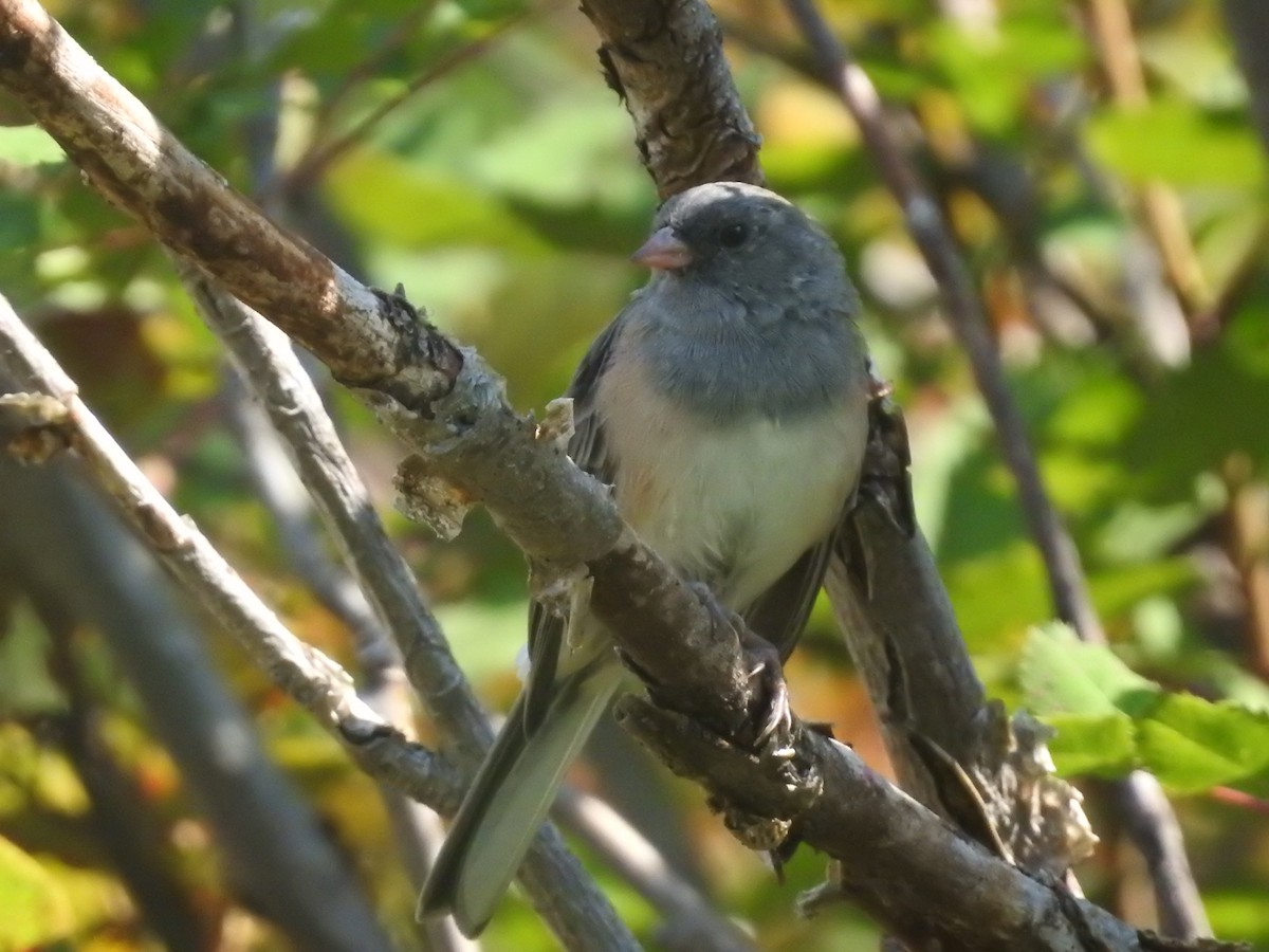 Dark-eyed Junco - ML603824011