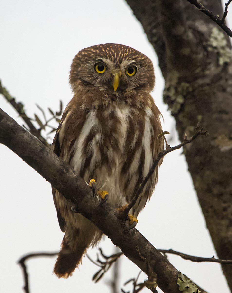 Ferruginous Pygmy-Owl - Graciela  Neira