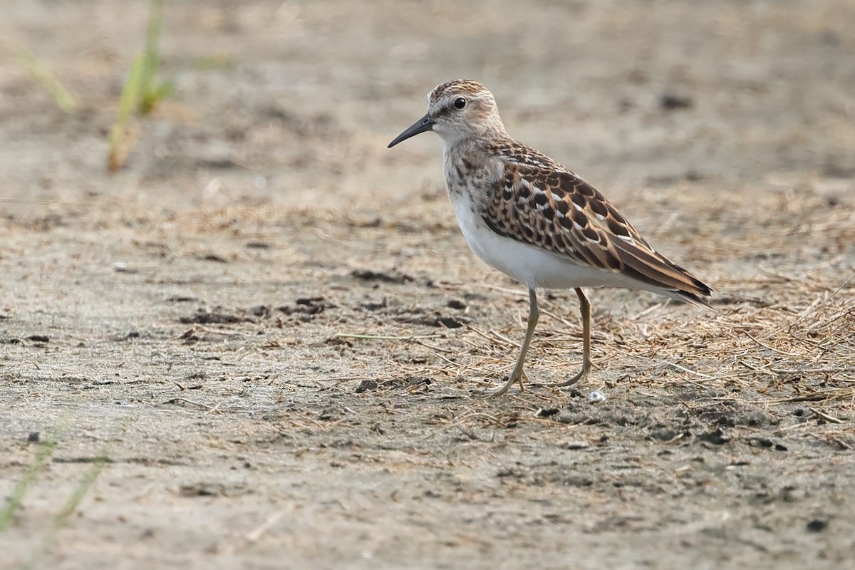 Least Sandpiper - ML603825261