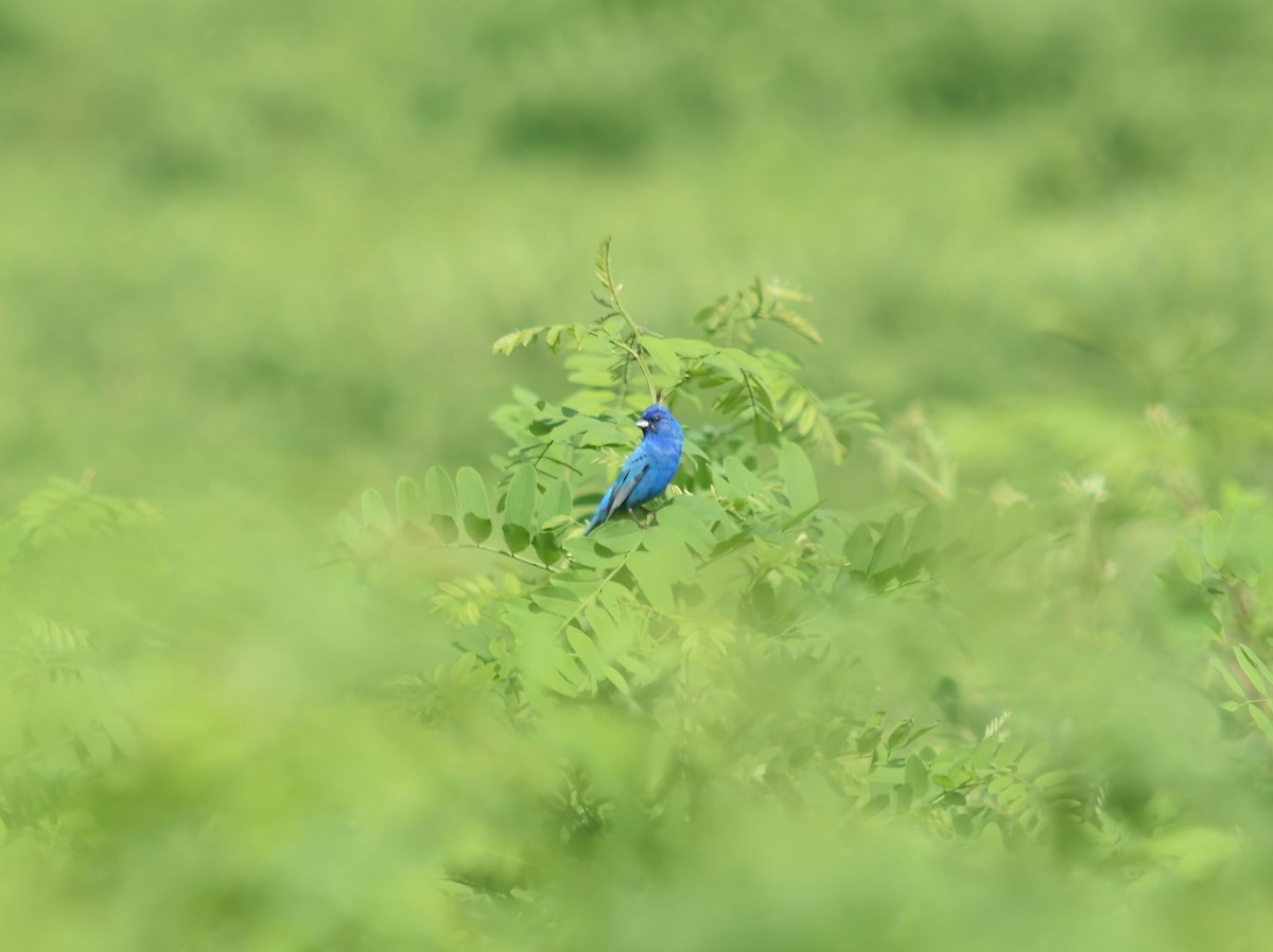 Indigo Bunting - ML603825671