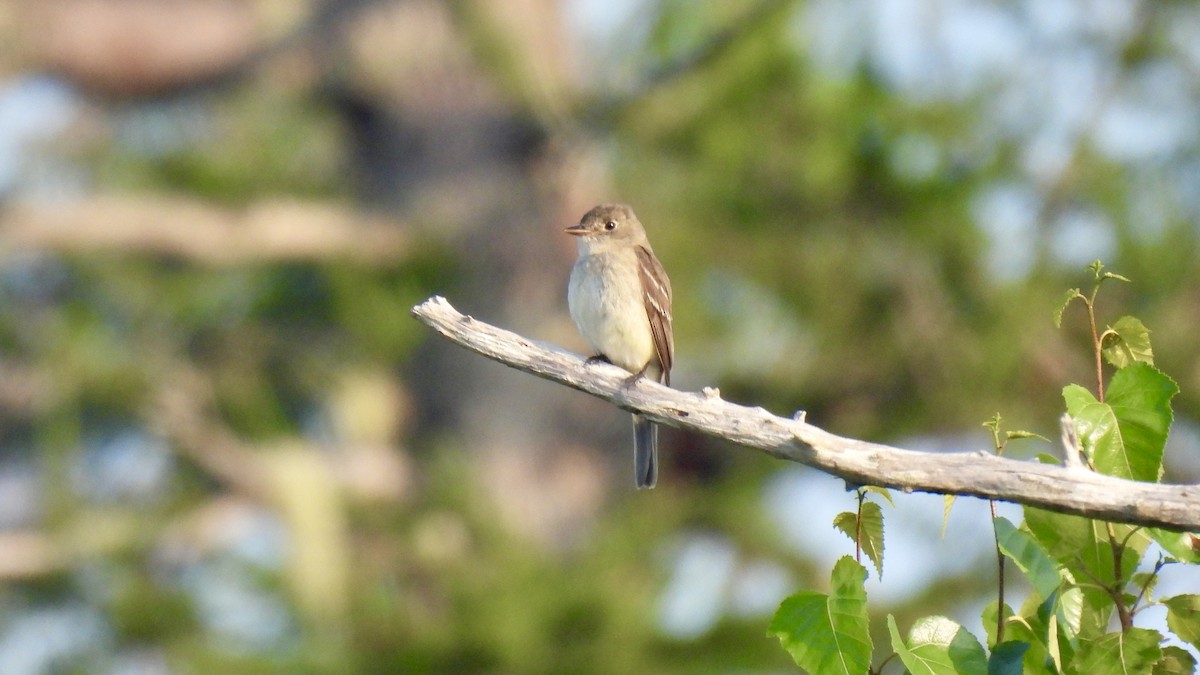 Alder Flycatcher - ML603826321