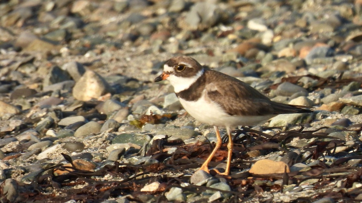 Semipalmated Plover - ML603826811