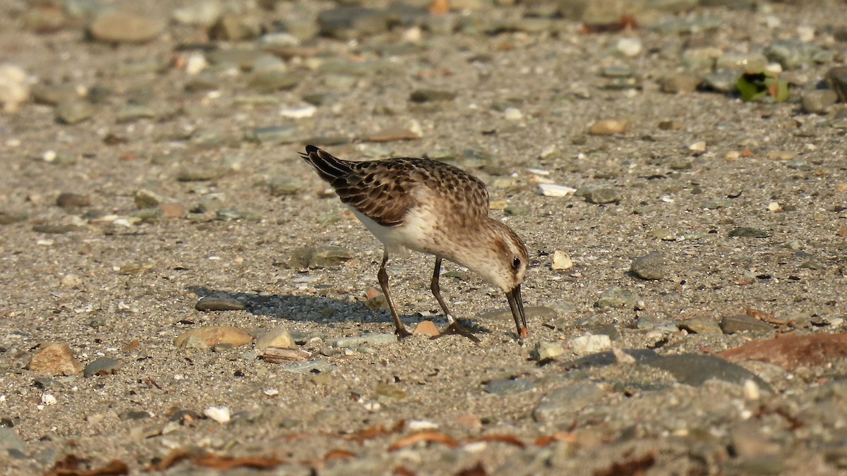 Semipalmated Sandpiper - ML603826851