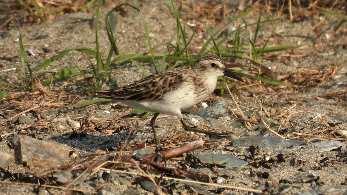 Semipalmated Sandpiper - ML603826861