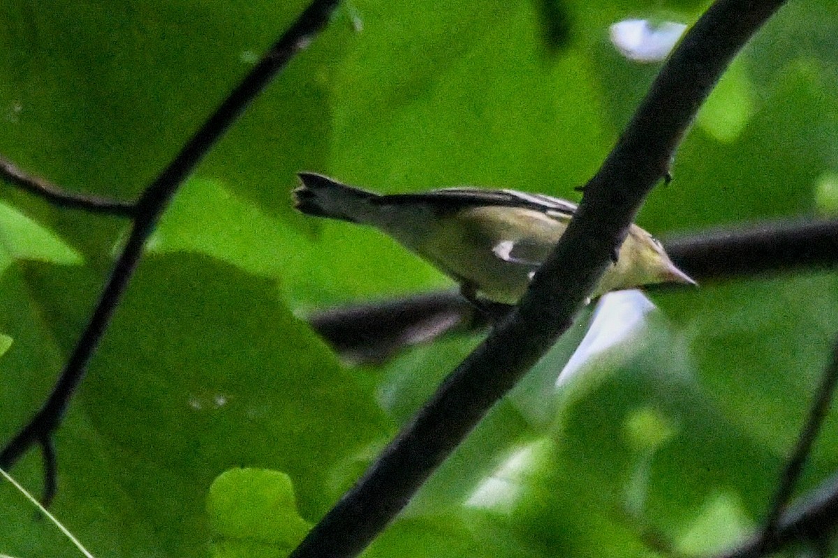 Bay-breasted Warbler - Benjamin Filreis