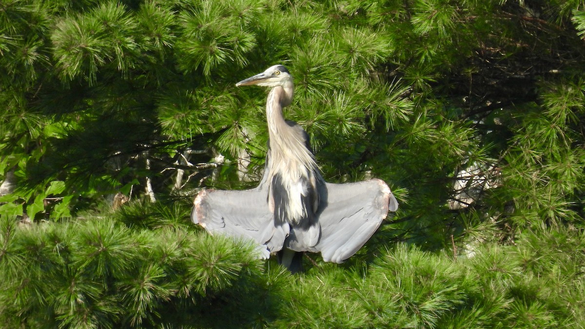 Great Blue Heron - Keith Eric Costley