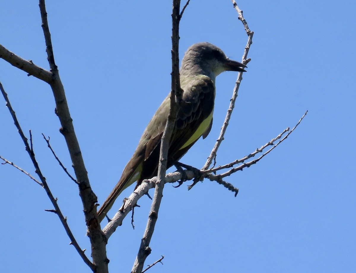 Cassin's Kingbird - ML603827301