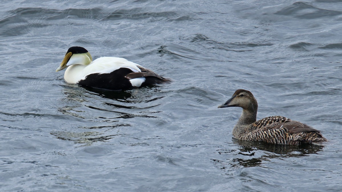 Common Eider - ML60382771