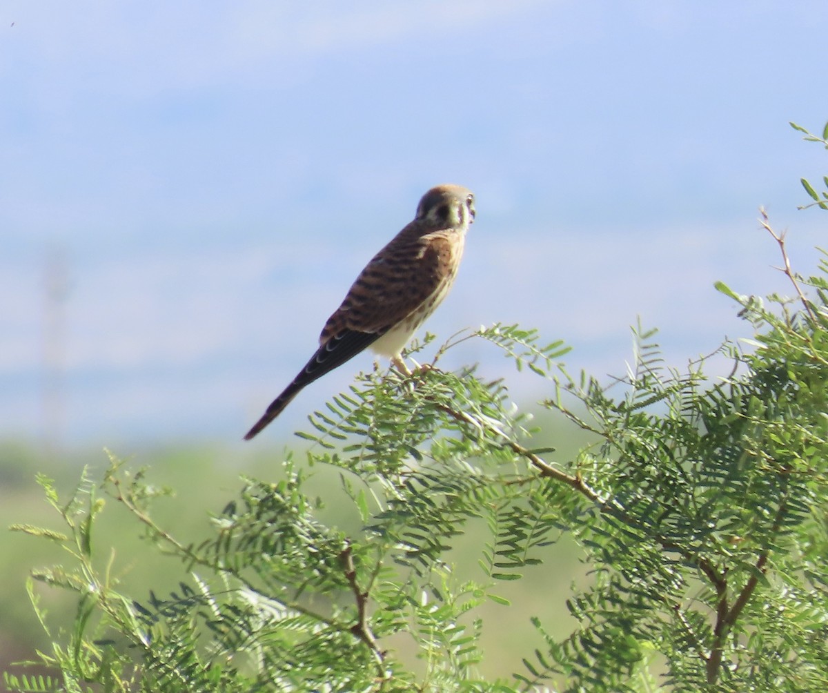 American Kestrel - ML603828041