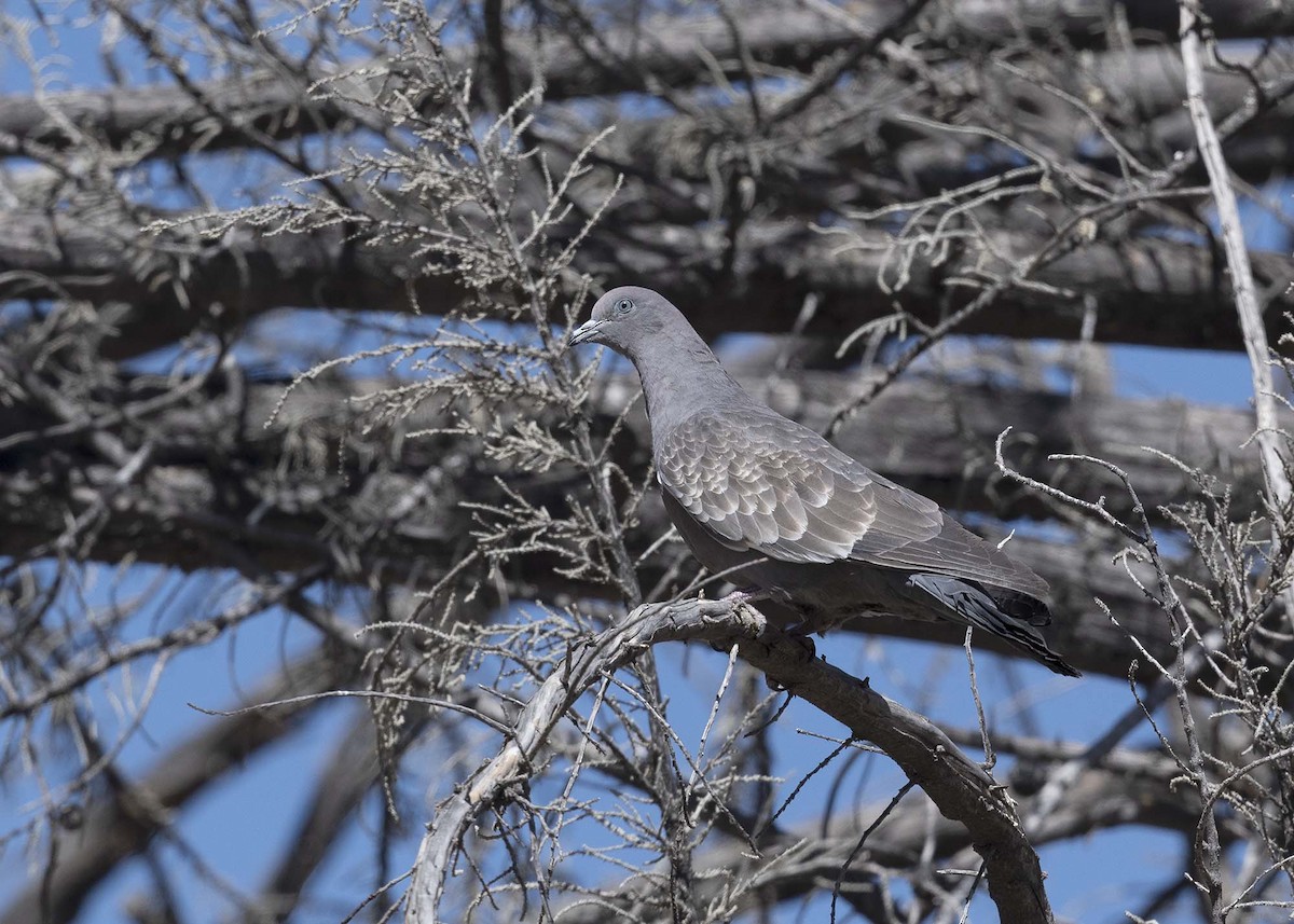 Spot-winged Pigeon - ML603828141