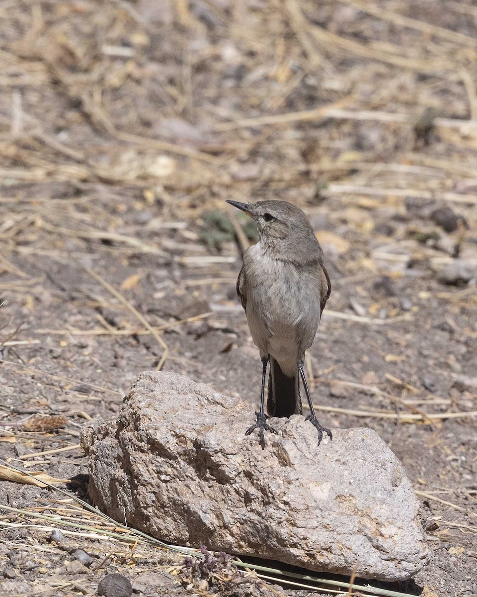 Spot-billed Ground-Tyrant - ML603828401