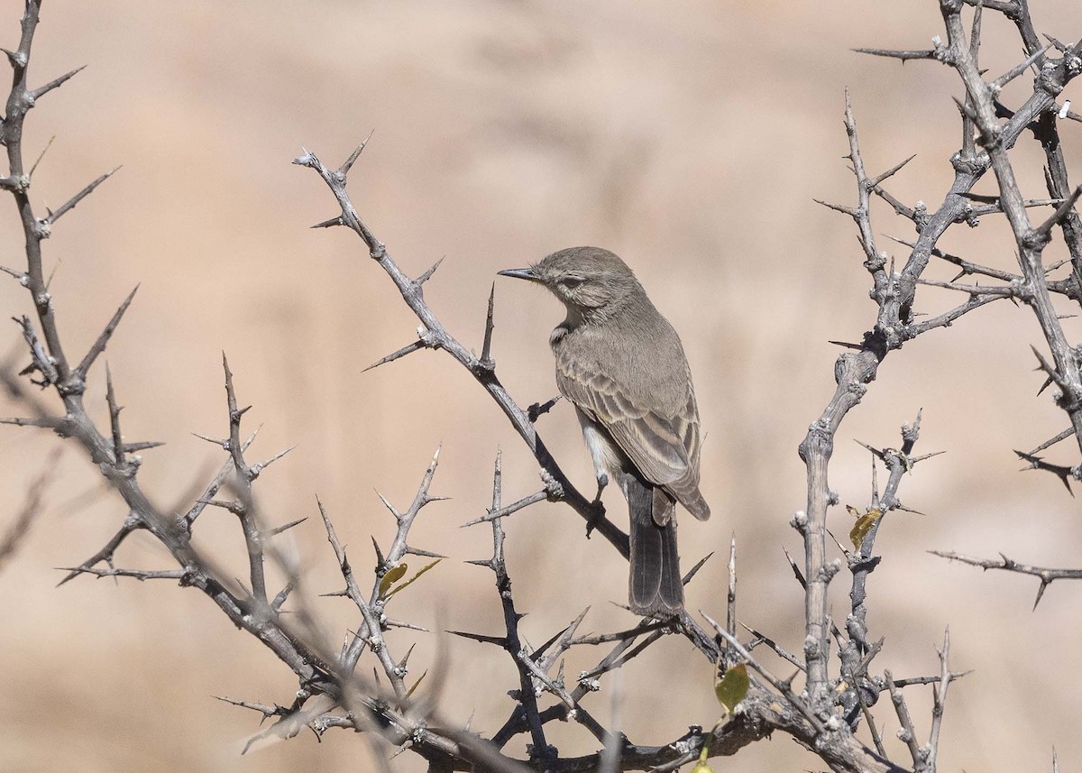 Spot-billed Ground-Tyrant - ML603828421