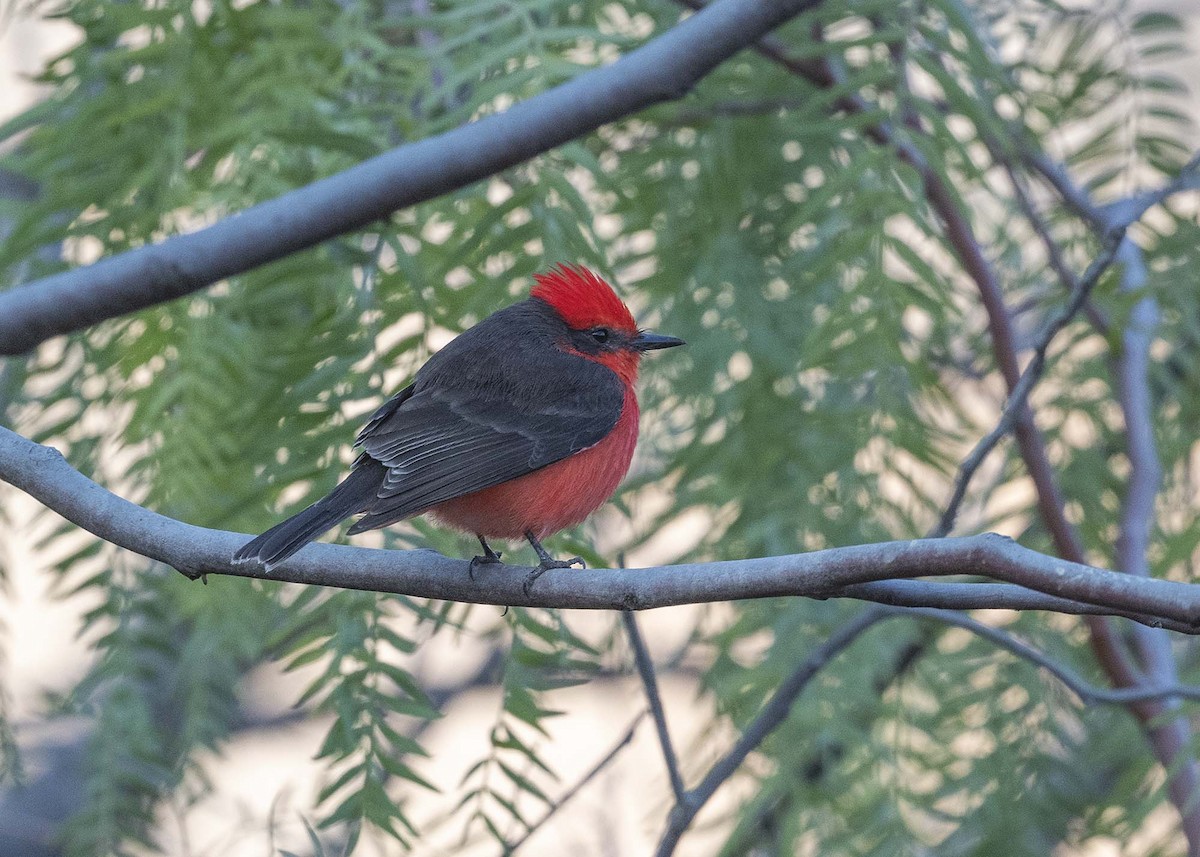 Vermilion Flycatcher - ML603828991