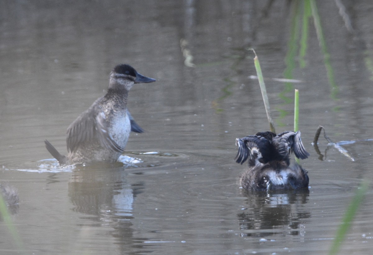 Ruddy Duck - ML603829261