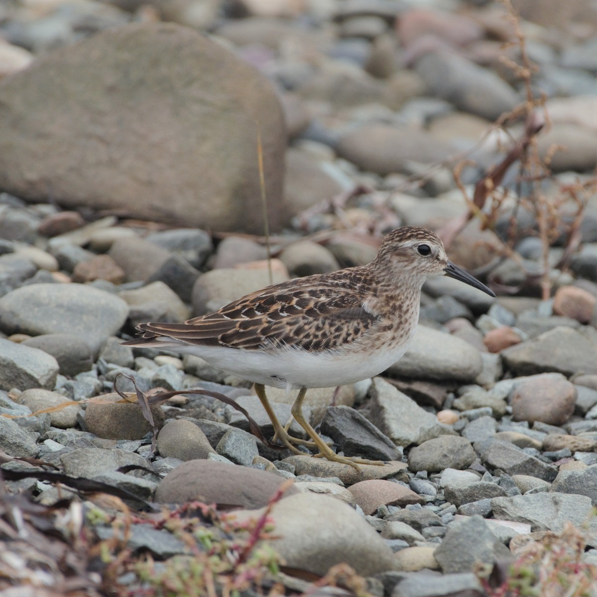 Least Sandpiper - ML603829481