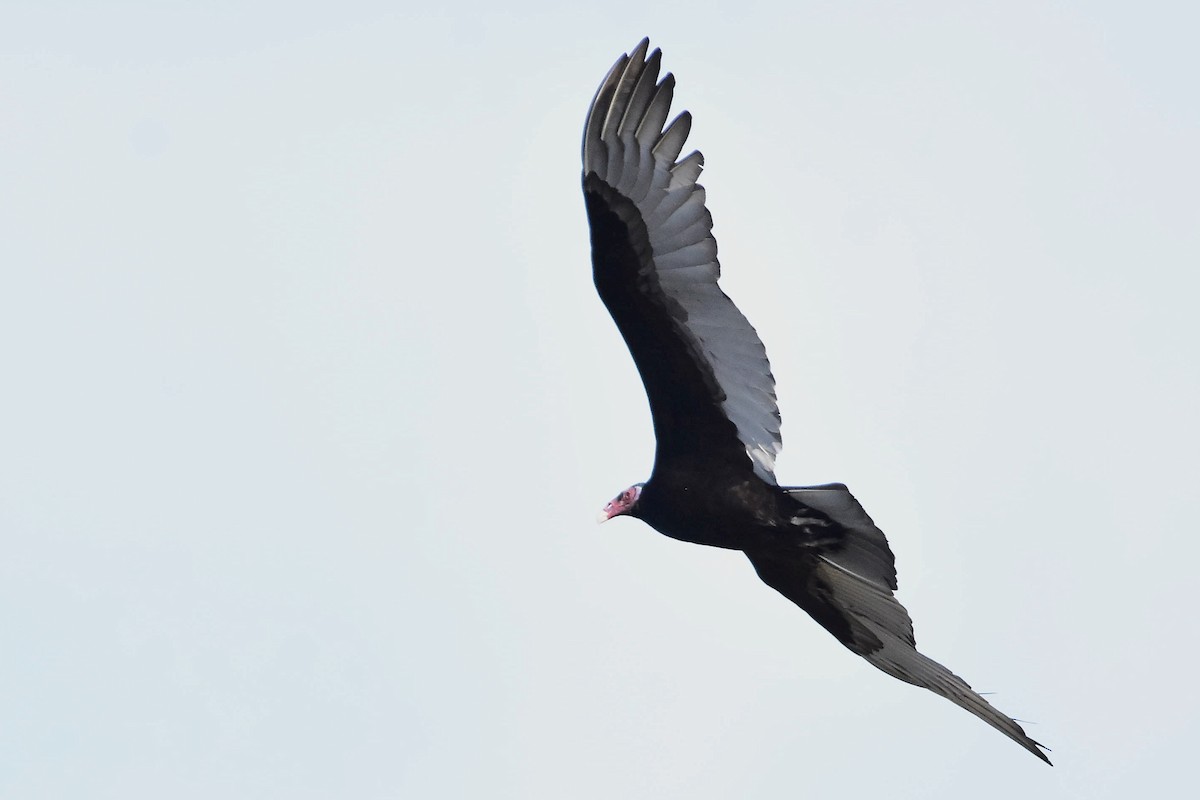 Turkey Vulture - ML603830161