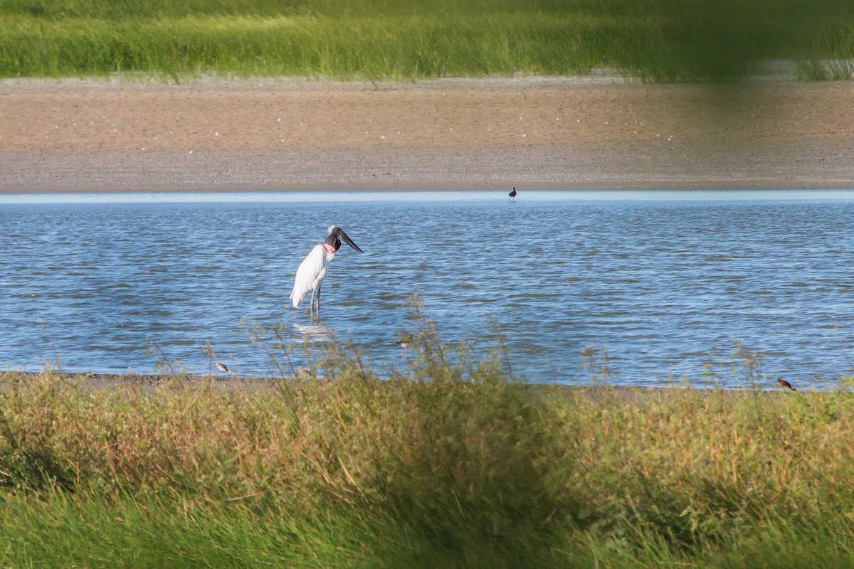 čáp jabiru - ML603830691