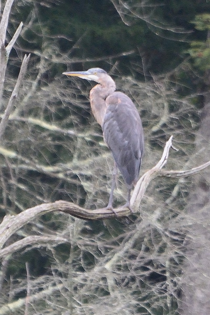 Great Blue Heron - John Gordinier