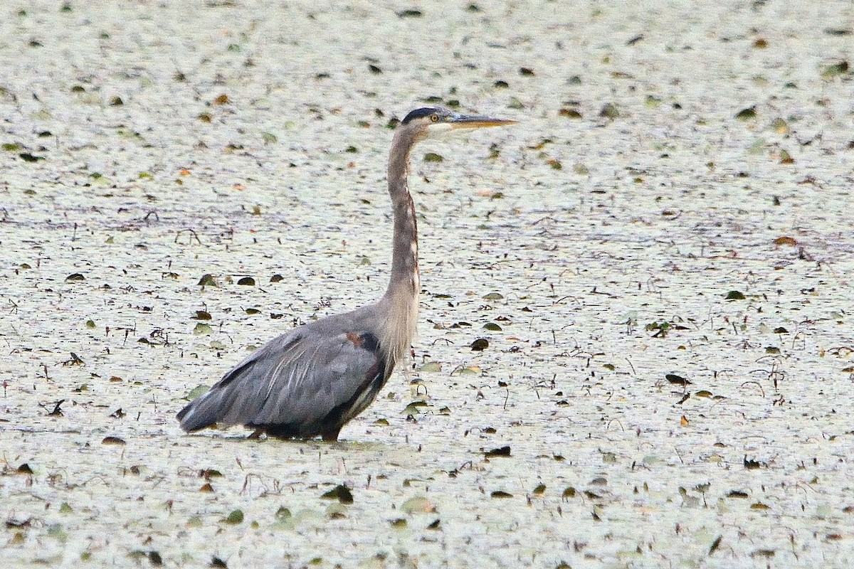 Great Blue Heron - John Gordinier