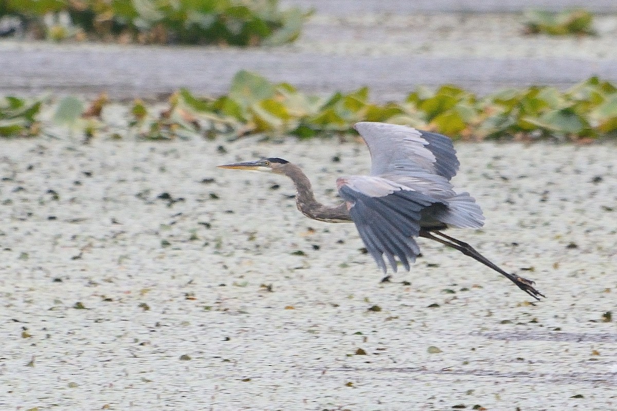 Great Blue Heron - John Gordinier