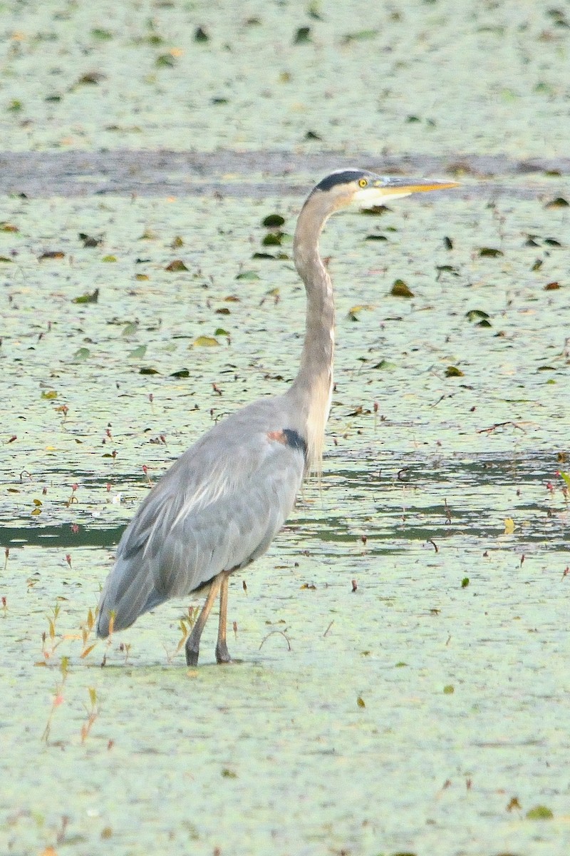 Great Blue Heron - John Gordinier