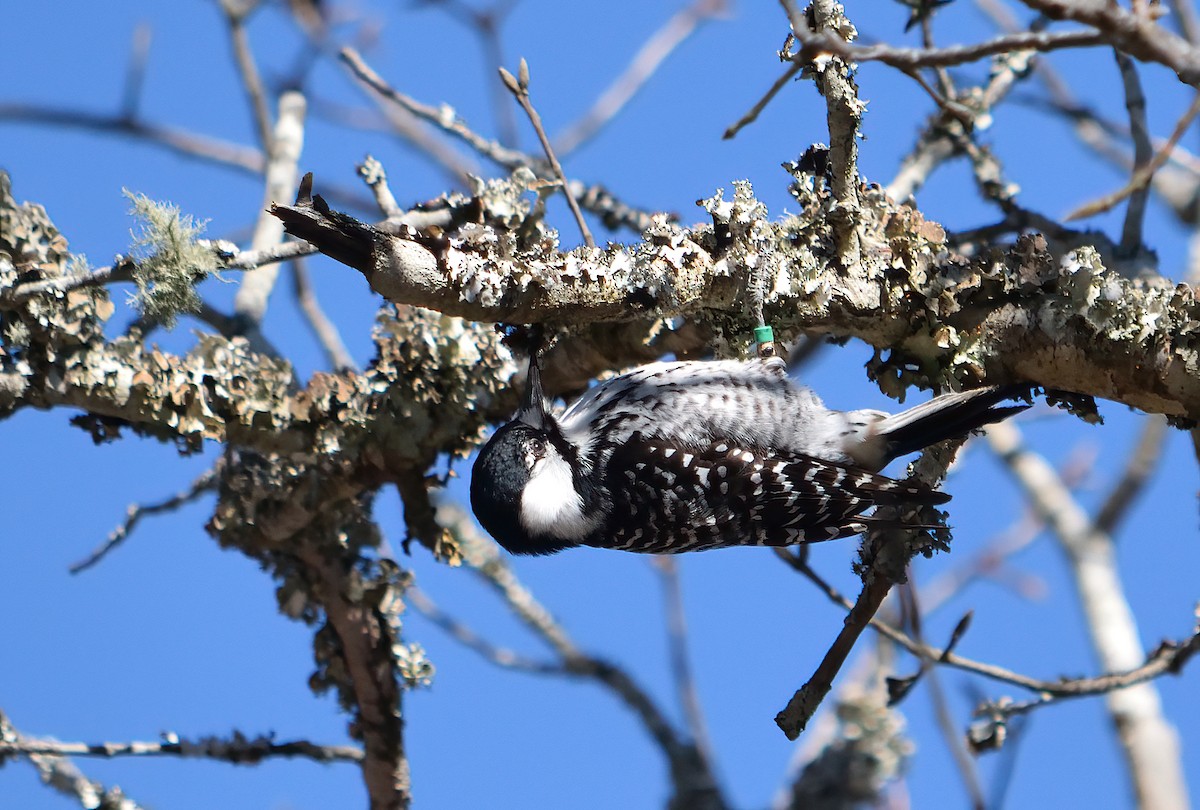 Red-cockaded Woodpecker - ML603832621