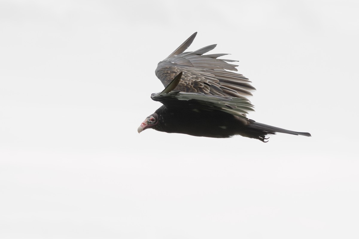 Turkey Vulture - ML603832671