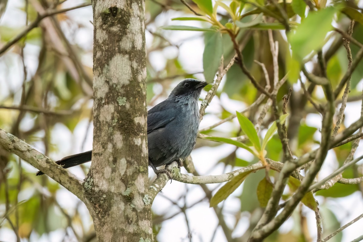 Blue Mockingbird - ML603832841